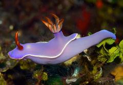 Hypselodoris iba