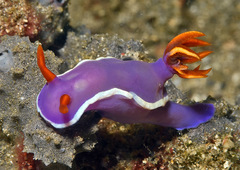 Hypselodoris iba