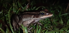 Lithobates vibicarius