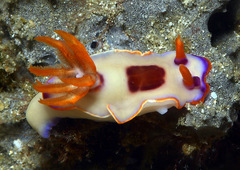 Hypselodoris iba