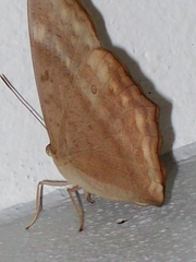 Discophora