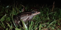 Lithobates vibicarius