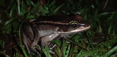 Lithobates vibicarius