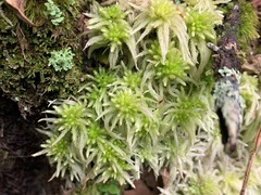 Sphagnum recurvum