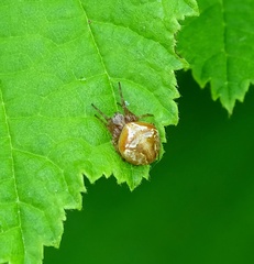 Araneus sturmi