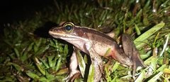 Lithobates vibicarius