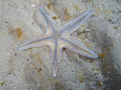 Astropecten platyacanthus