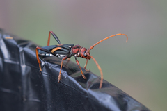 Compsomera elegantissima