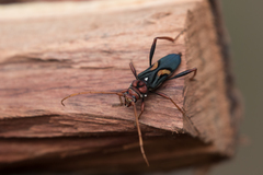 Compsomera elegantissima