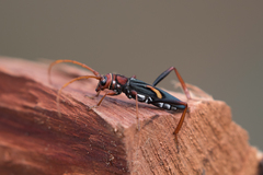 Compsomera elegantissima