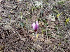 Crocus tauricus