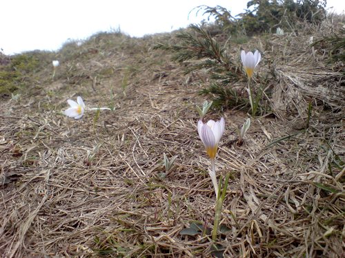 Crocus tauricus, photograph 1