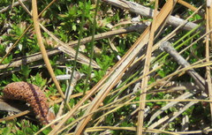 Pyxidanthera barbulata