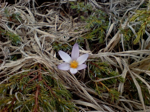 Crocus tauricus, photograph 2