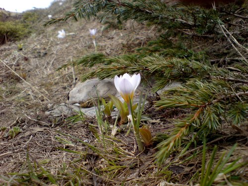 Crocus tauricus, photograph 3