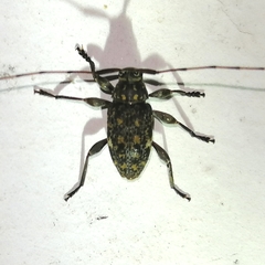 Atrypanius remissus