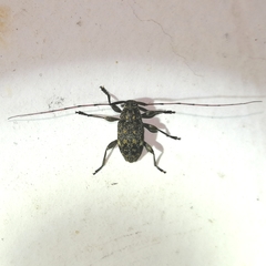 Atrypanius remissus