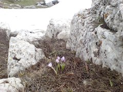 Crocus tauricus