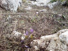 Crocus tauricus