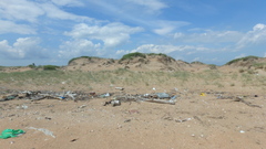 Thinopyrum bessarabicum