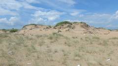 Thinopyrum bessarabicum