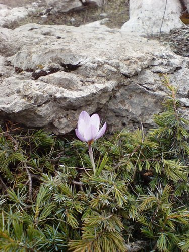 Crocus tauricus, photograph 4
