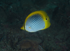 Chaetodon ocellicaudus