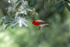 Anaplectes rubriceps rubriceps