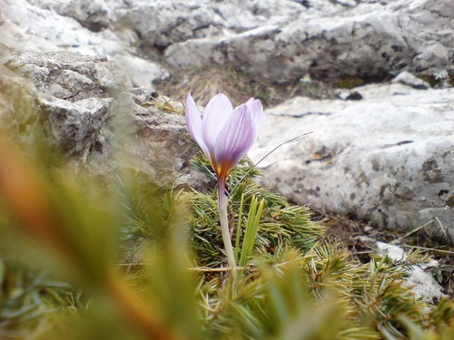 Crocus tauricus, photograph 5