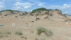 Thinopyrum bessarabicum