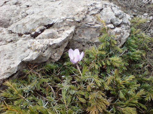Crocus tauricus, photograph 6