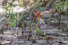Anaplectes rubriceps rubriceps