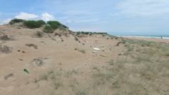 Thinopyrum bessarabicum