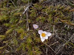 Crocus tauricus