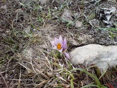 Crocus tauricus