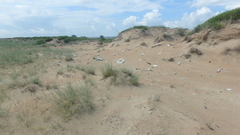 Thinopyrum bessarabicum