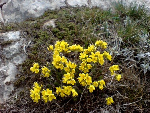 Draba cuspidata, photograph 3