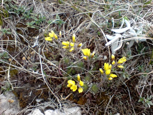 Draba cuspidata, photograph 4