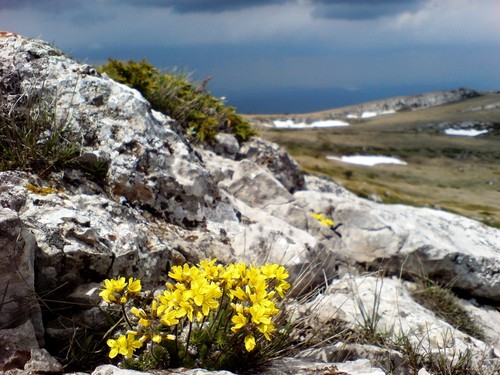 Draba cuspidata, photograph 5