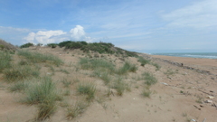 Thinopyrum bessarabicum