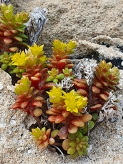 Sedum litoreum