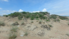 Thinopyrum bessarabicum