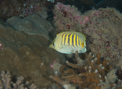 Chaetodon punctatofasciatus