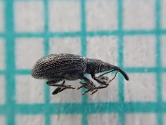 Stenopterapion tenue