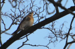 Turdus pilaris
