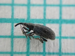 Stenopterapion tenue