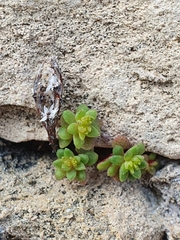 Sedum litoreum