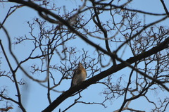 Turdus pilaris
