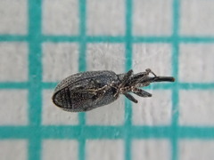 Stenopterapion tenue