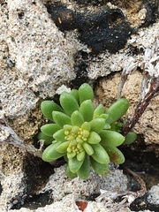 Sedum litoreum